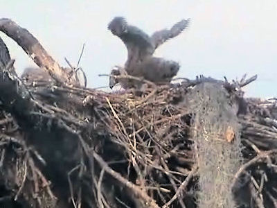 Tesoro eaglets