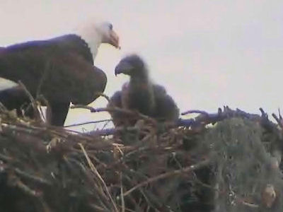 Tesoro eaglets