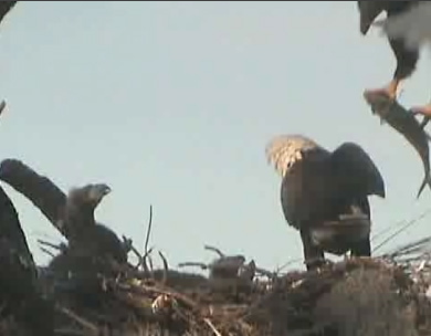 Tesoro eaglets