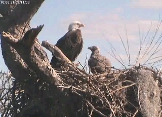 Tesoro eaglets