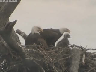 Tesoro eaglets