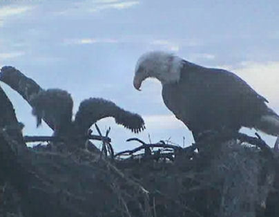 Tesoro eaglets