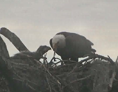 Tesoro eaglets