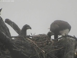 Tesoro eaglets