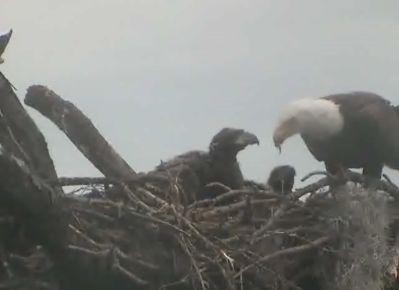 Tesoro eaglets