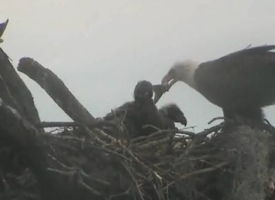 Tesoro eaglets