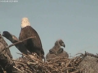 Tesoro eaglets