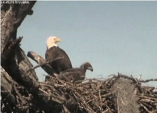 Tesoro eaglets