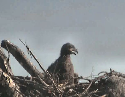 Tesoro eaglets