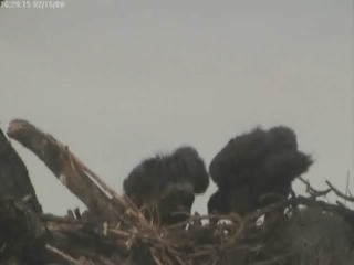 Tesoro eaglets