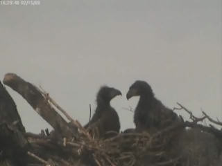 Tesoro eaglets