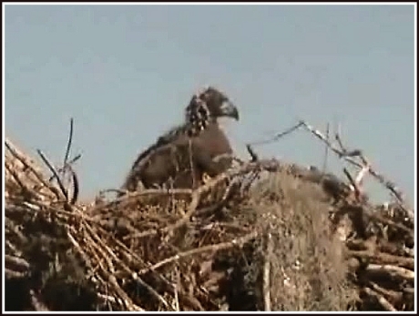 Tesoro eaglets