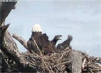 Tesoro eaglets