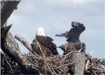 Tesoro eaglets