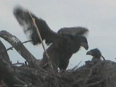 Tesoro eaglets