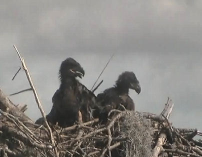 Tesoro eaglets