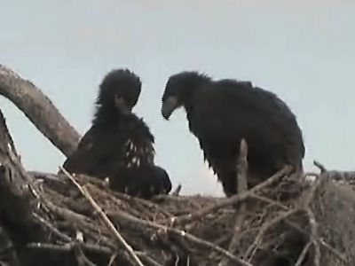 Tesoro eaglets