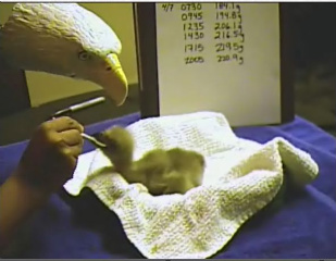 Two Harbors eagletTwo Harbors eaglet