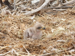 Two Harbors eaglet