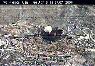 Two Harbors eaglet