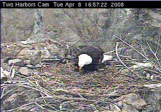 Two Harbors eaglet