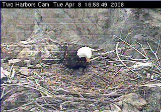 Two Harbors eaglets
