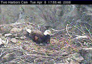 Two Harbors eaglet
