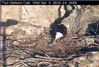 Two Harbors eaglet