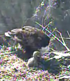 Two Harbors eaglet