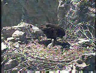Two Harbors eaglet
