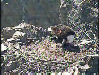 Two Harbors eaglet
