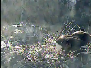 Two Harbors eaglet