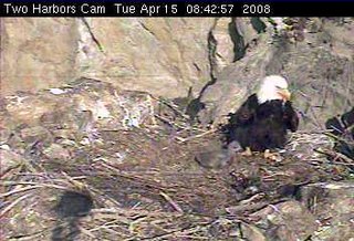 Two Harbors eaglet