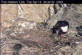 Two Harbors eaglet