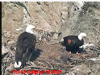 Two Harbors eaglet
