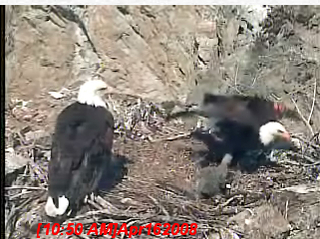 Two Harbors eaglet