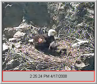 Two Harbors eaglet