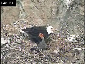 Two Harbors eaglet
