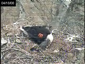 Two Harbors eaglet