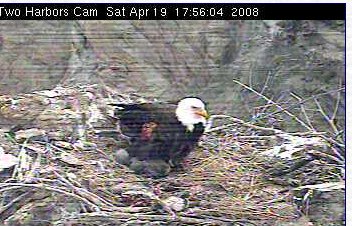 Two Harbors eaglet