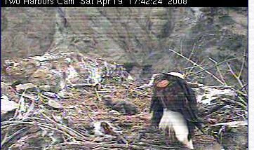 Two Harbors eaglet