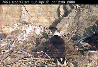 Two Harbors eaglet