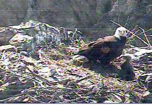 Two Harbors eaglet
