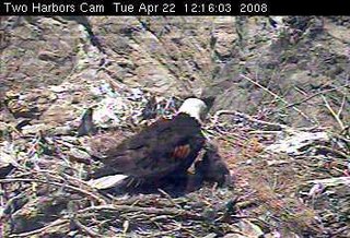 Two Harbors eaglet