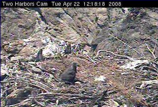 Two Harbors eaglet