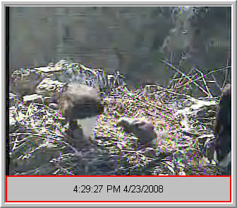 Two Harbors eaglet