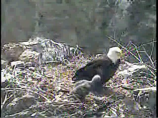 Two Harbors eaglet