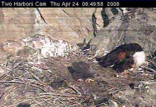 Two Harbors eaglet