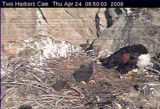 Two Harbors eaglet