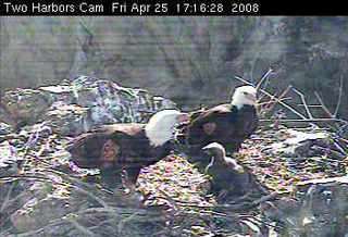 Two Harbors eaglet